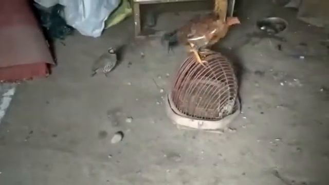 Тооктон коркпогон кекиликтер | Кекилик | Тоок | смотреть онлайн