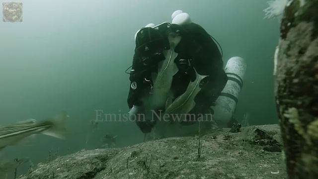 Giant Cobia fishing, How fishermen make millions of dollars from cobia fishing - Emison Newman смотреть онлайн