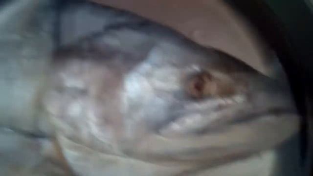 Рыба Ваня смотреть онлайн