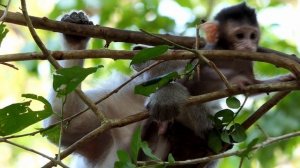 Baby monkey sleeping on a tree #animals #cute #monkey #baby #babymonkey #monkeymonkey