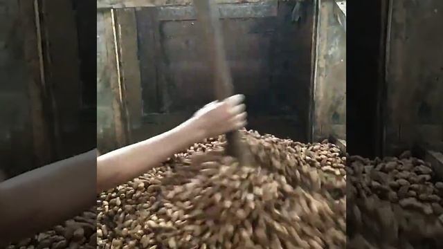 Fermentación de cacao смотреть онлайн