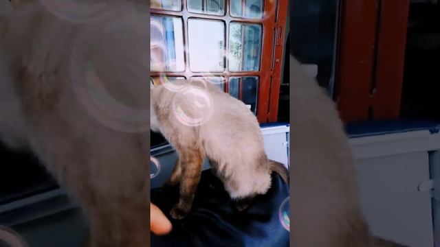 Anuel doble y Zaira y Paula bebesita смотреть онлайн