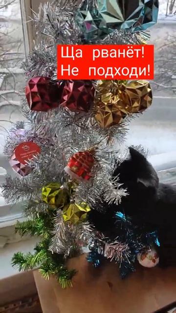 Я как федерико Феллини! Ой ой ой эти чёрные глаза! Ща рванёт!Не подходи!😼🌲💜 Кот и новогодняя елка смотреть онлайн