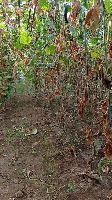 Нематода бўлмаса, 50 терим ҳам қилса бўлади смотреть онлайн