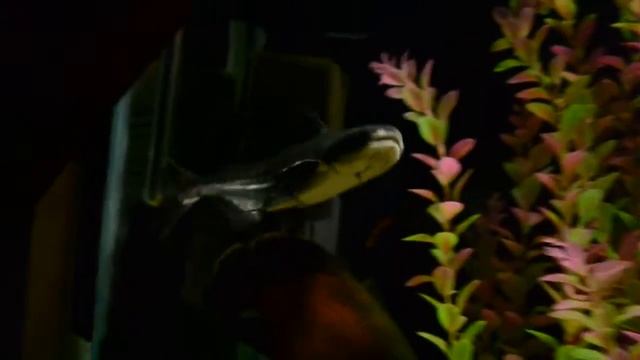 аквариум мой смотреть онлайн