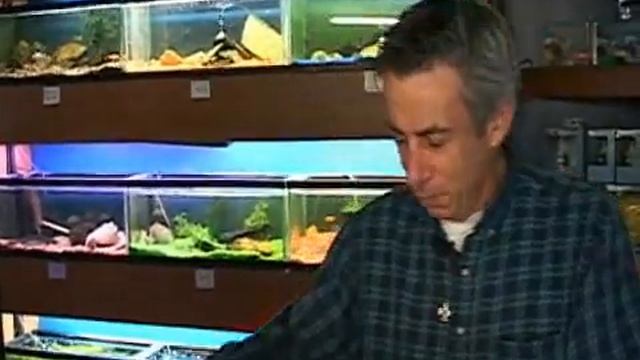 Choosing a Fish Tank : Adding Water to Fish Tanks смотреть онлайн