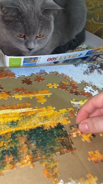 А ваш кот собирает с Вами пазлы или мешает?😂#лайк #пазлы 🐿️ смотреть онлайн