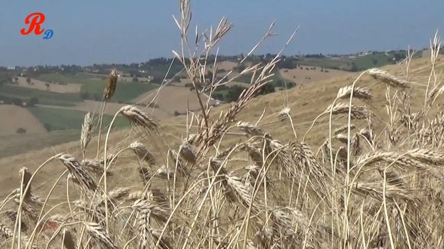 Claas Tucano 430 - Azienda Roberto Albani смотреть онлайн