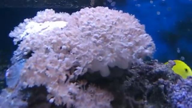 150 Gallon Reef Tank 01-26-09 (5 months old) смотреть онлайн