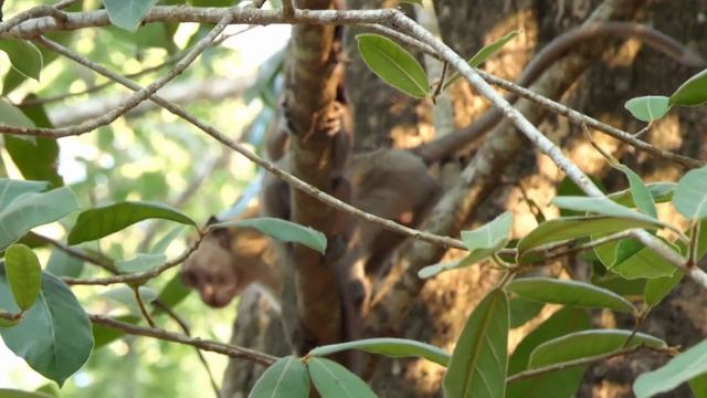 On The End Of The Tree And Fighting Again, These Two #animals #cute #monkey #baby #babymonkey