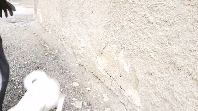 Dany Jack Russell fast as a Bullet смотреть онлайн