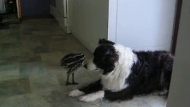Very cute Emu chick playing with the dog смотреть онлайн
