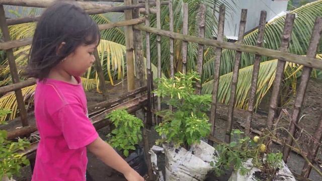 DRAMA AMELIA BERMAIN LAVA DI ATAS RUMAH KAGET LIHAT CABE YG BANYAK BUAHNYA | DAILY ENGLISH CONVERST смотреть онлайн
