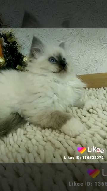 Котята Рэгдолл. смотреть онлайн