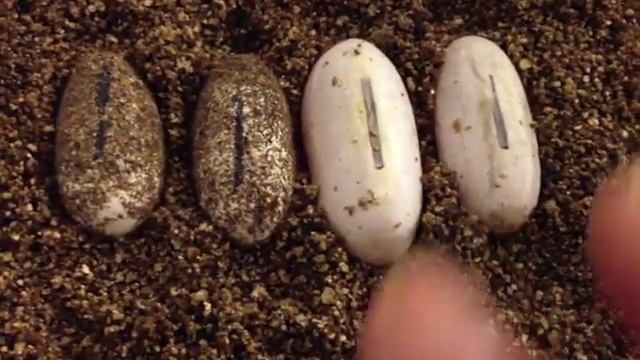 leopard gecko water eggs sweating?? смотреть онлайн