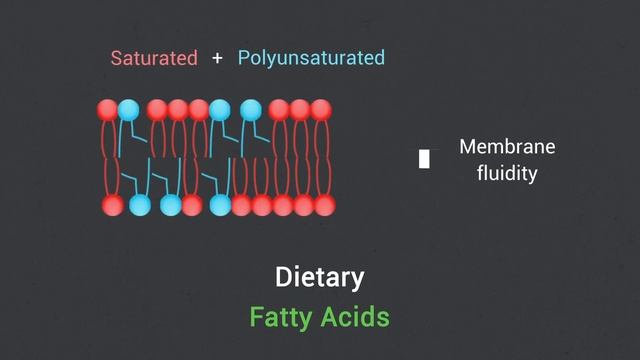 Dietary fatty acids fine-tune Piezo1 mechanical response смотреть онлайн