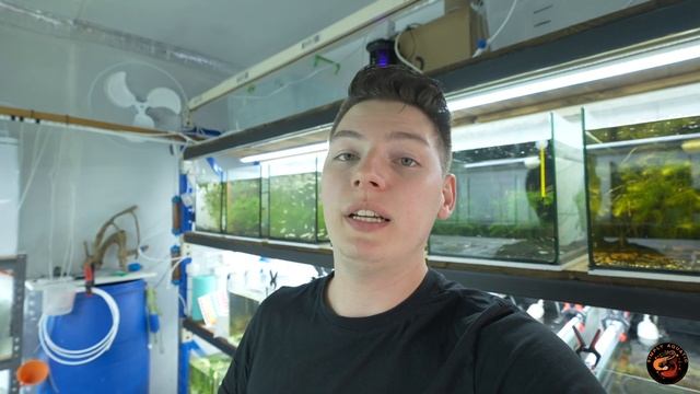 Expanding the Fishroom & Shrimp Breeding Update! смотреть онлайн
