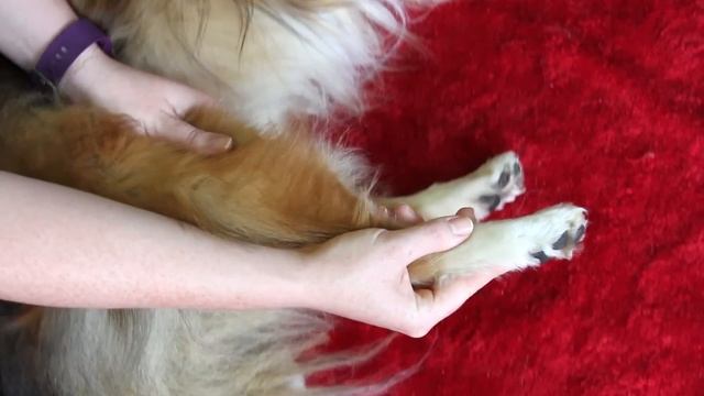 How to do Passive Range of Motion Exercises with Pets смотреть онлайн