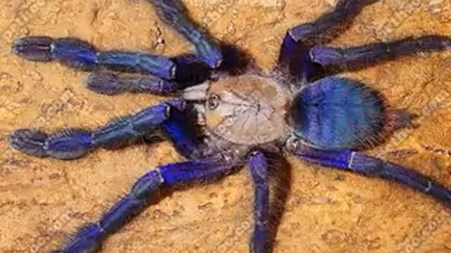 Singapore Boy: Singapore Blue Tarantula смотреть онлайн
