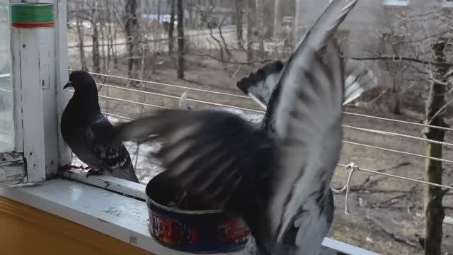 Ломоносов. Боевые рамбовские голуби смотреть онлайн