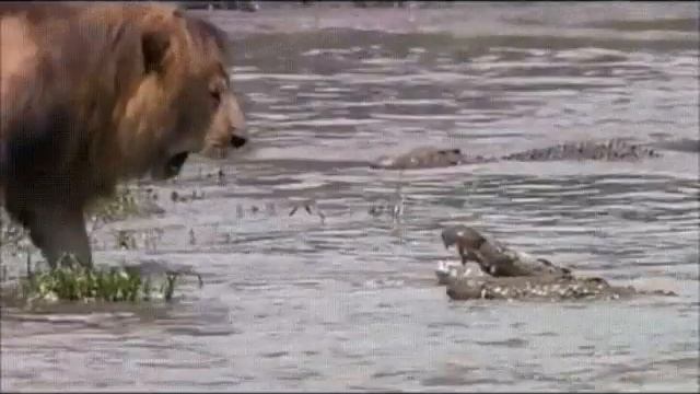 лев - царь зверей / lion vs crocodile смотреть онлайн