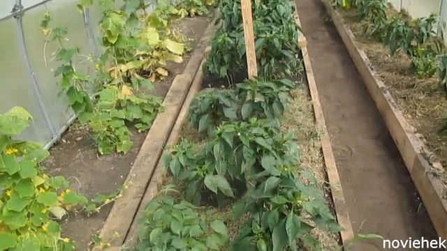 Разведение дендробены на даче! смотреть онлайн