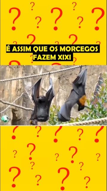 É ASSIM QUE OS MORCEGOS FAZEM XIXI 🤣#shorts #curiosidades #morcegos смотреть онлайн