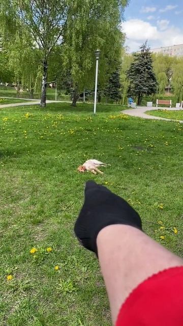 Пиф-паф смотреть онлайн