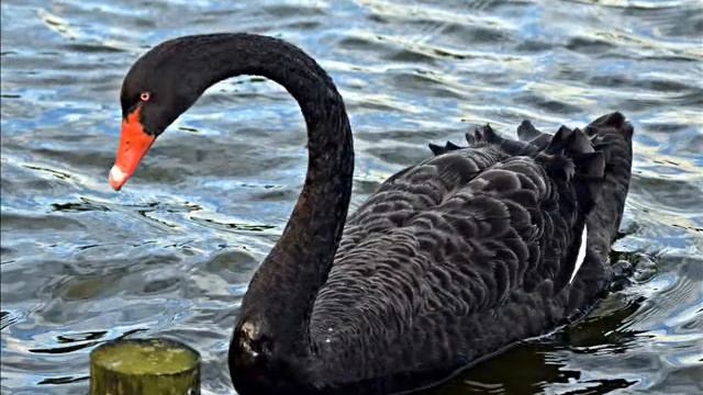 Os cisnes смотреть онлайн