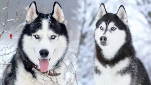 Хаски - Самые интересные факты
