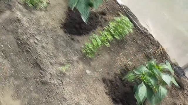 Выращивание сладкого перца . 3 часть . смотреть онлайн