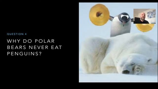 Why Penguins never eat Polar Bears смотреть онлайн