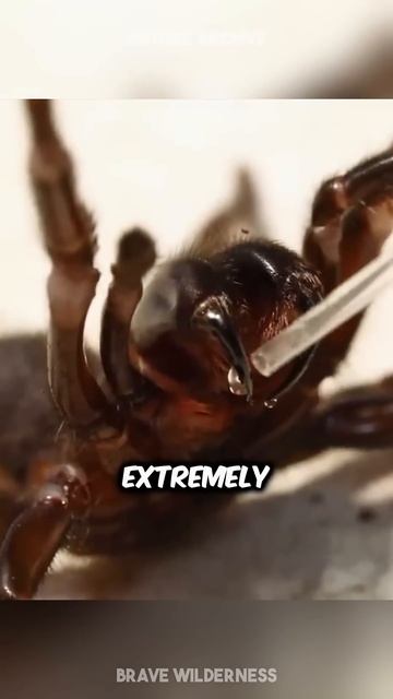 The 3 MOST DANGEROUS Spiders! 🕷️ смотреть онлайн