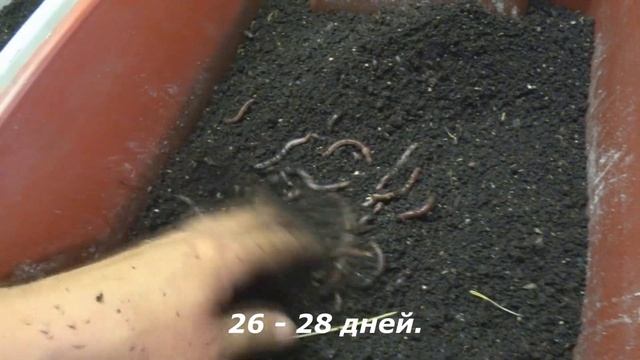 Как я выращиваю Дендробену. смотреть онлайн