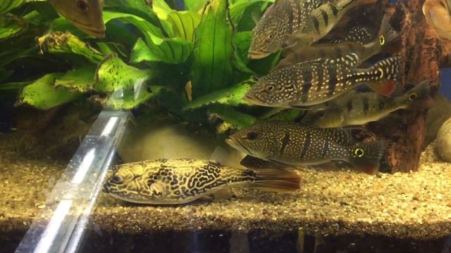 Тетрадон мбу Tetraodon Mbu 1