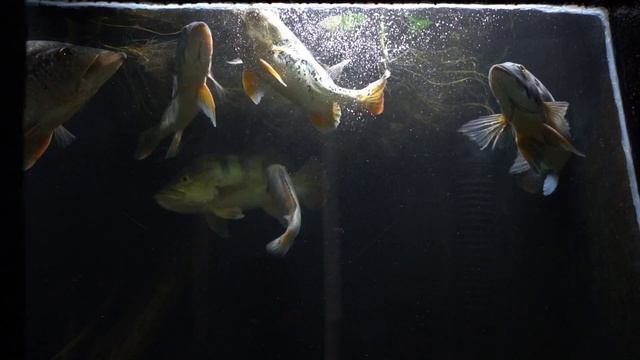 Feeding The Monsters In My 900 Gallon Aquarium смотреть онлайн