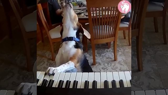 Baw Baw Song🎸🎧🎙️🎷🎹🐕