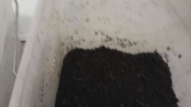 Составьте свой правильный корм для Дендробены . 2часть. смотреть онлайн