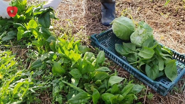 Koje biljke uzgajamo tokom zime? Uzgoj i zaštita povrća u zimskom periodu! смотреть онлайн