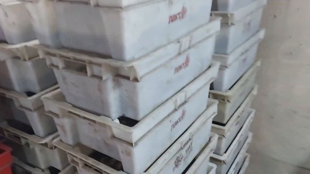 Впервые выманиваю малька. смотреть онлайн