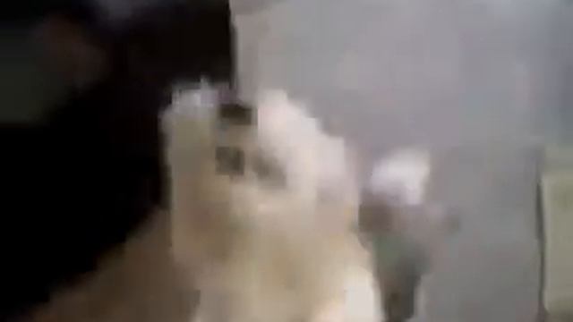 Собака под гелием смотреть онлайн