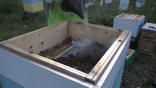 Две ловушки, два роя, две матки ИО смотреть онлайн