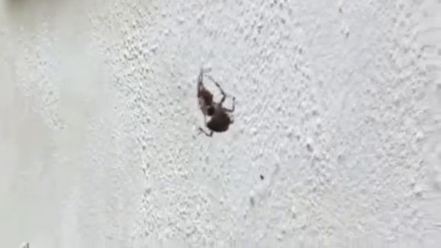 False widow spider fighting garden spider смотреть онлайн