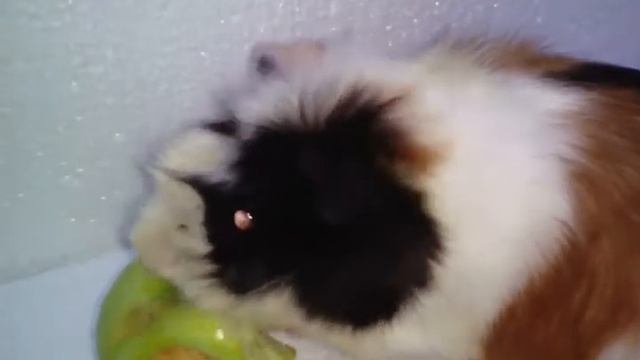 Моя морская свинка смотреть онлайн