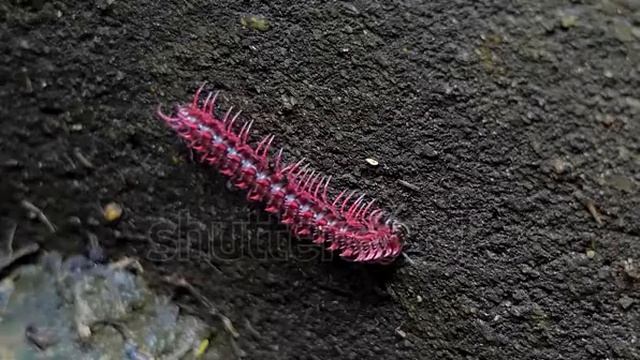 Shocking Pink Millipede desmoxytes Purpurosea  vidéos de stock 100 % libres de droit 29972458 Sh смотреть онлайн