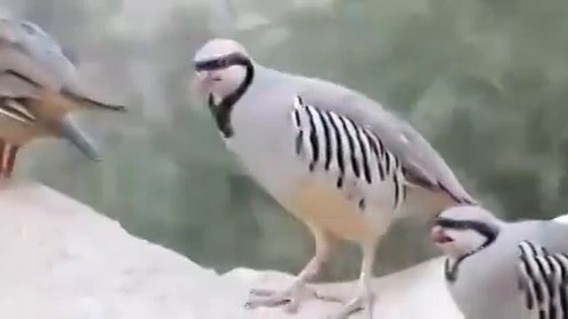 Кавги Сахро смотреть онлайн