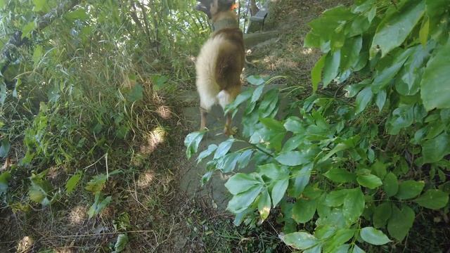 Where Coyote jumped out of bushes while playing with Belgian malinois Kayne. смотреть онлайн
