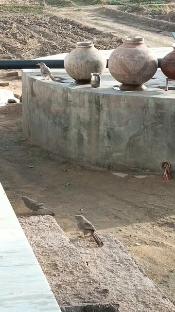 Wildlife Videography #shorts #luckeydil_photography #photography #photographer #wildlife смотреть онлайн