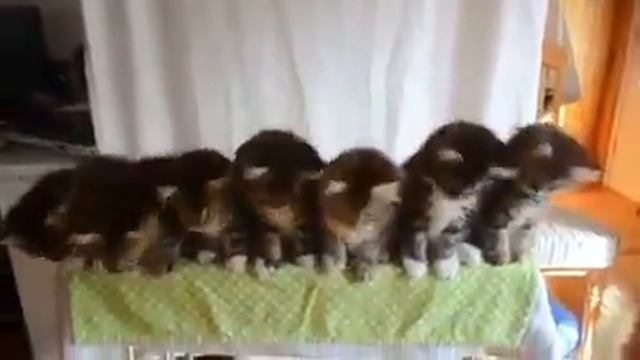 Кошки рулет смотреть онлайн