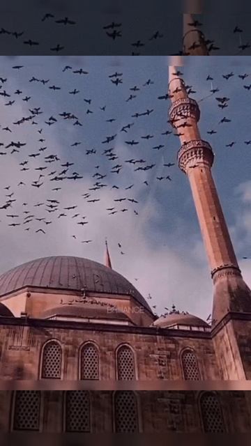 1000005965.mp4 смотреть онлайн